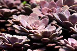マリッシュの50代向け評判はどうなっているの？