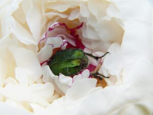 再婚活動におすすめの婚活サイトの料金はどのくらい？