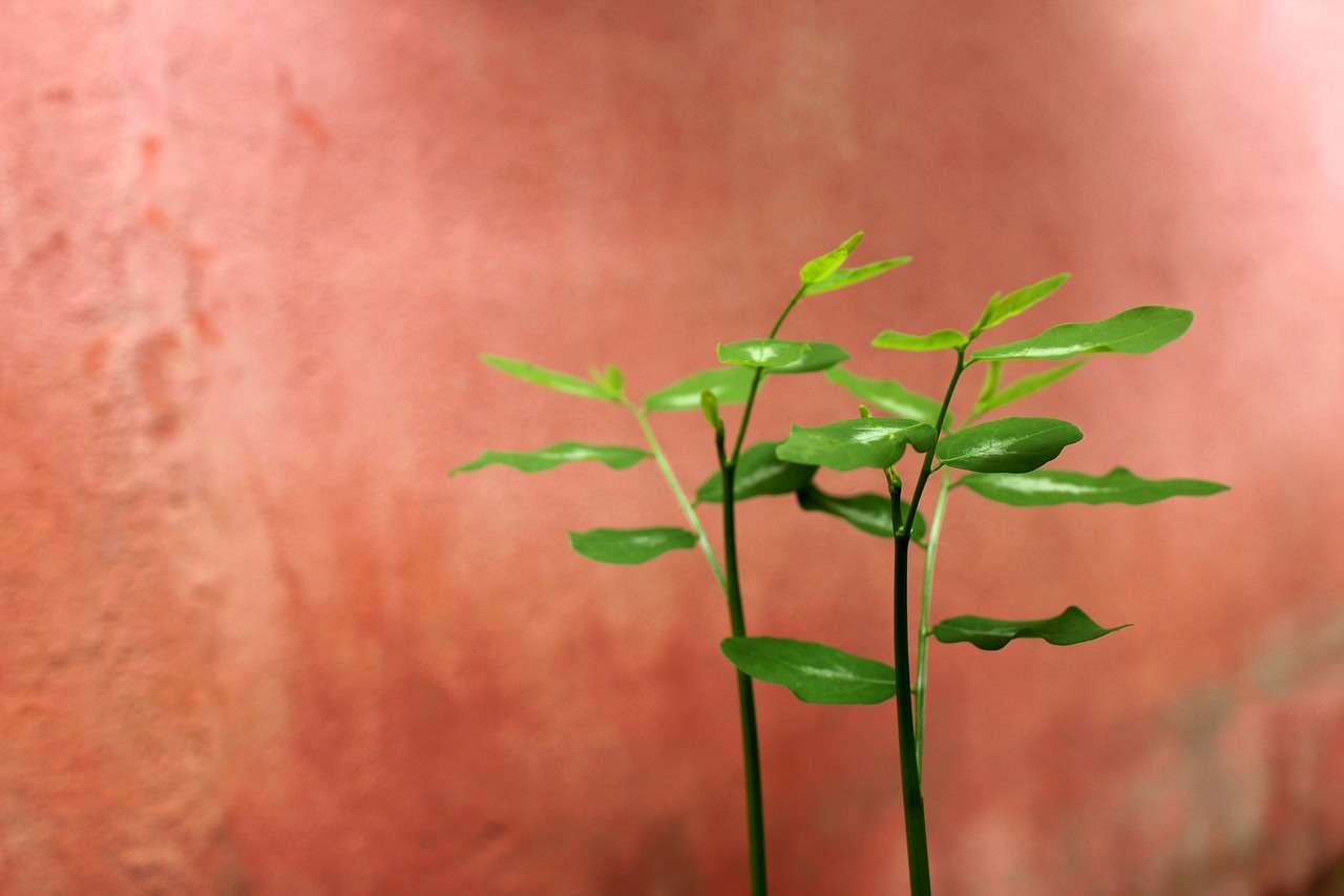 バツイチが婚活サイトと婚活アプリを利用する際の料金はどちらが安い？